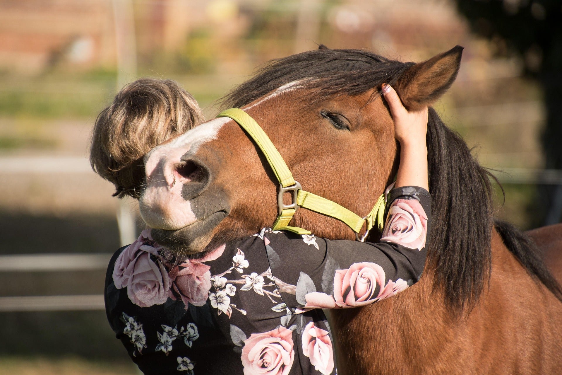 Horse reading nervous system